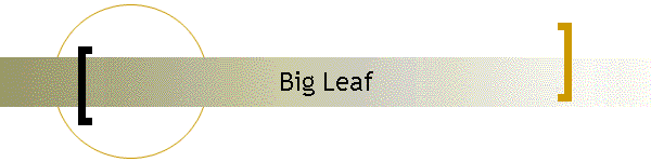 Big Leaf